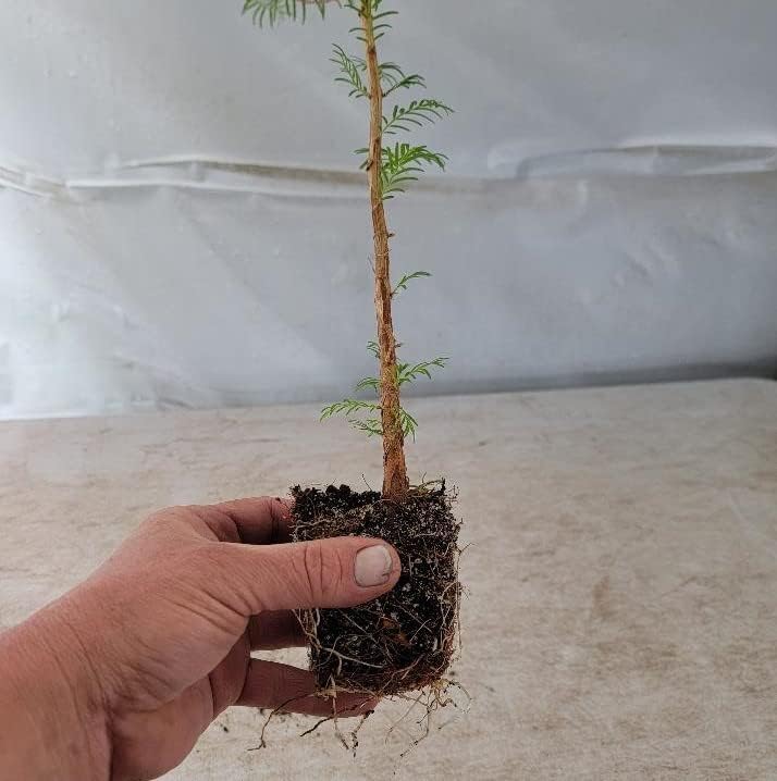(3) - Dawn Redwood Trees - Starter Plant (LG36) (3 Live Trees)