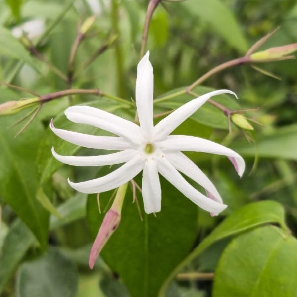 Live Angel Wing Jasmine (Jasminum Nitidum) Plants - Fragrant, White Blooming Evergreen Shrub for Any Garden (2 jas Angel sacs)