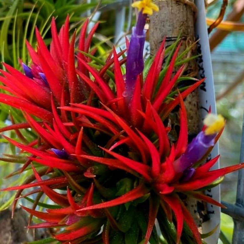 12 Air Plants, Tillandsia Air Plants Live Houseplants for Garden, Red Lonantha Tillandsia Plant
