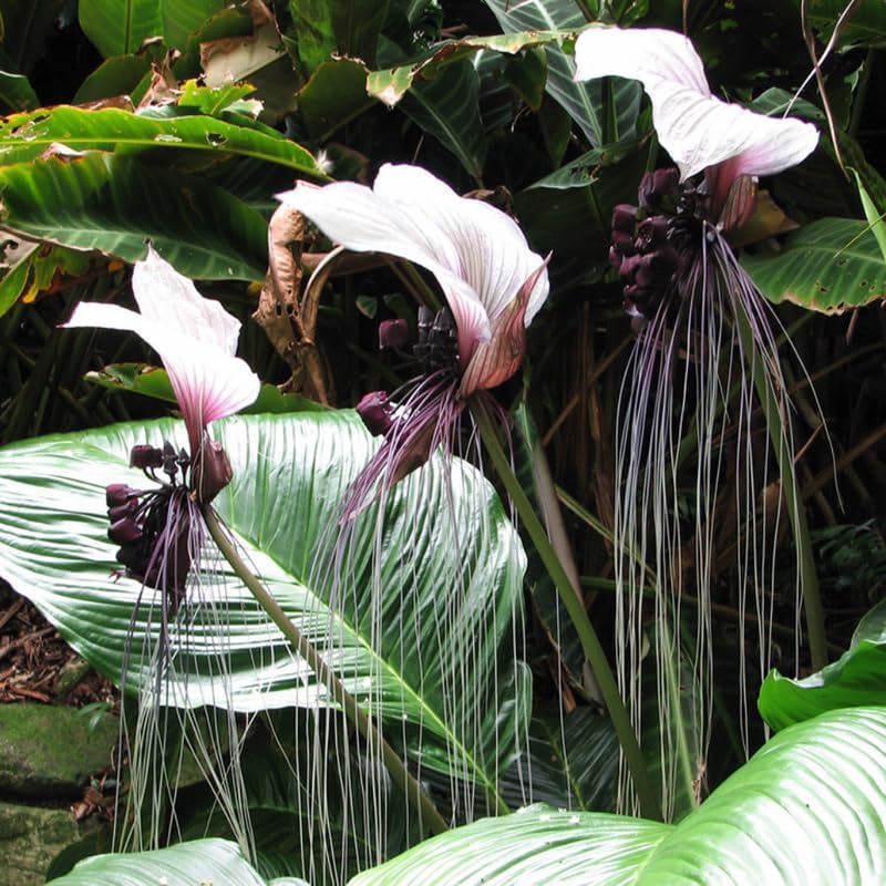 White Tacca Plants Live in 2 Inch Pot, White Bat Flower Well Rooted for Planting Indoor Outdoor, Ornamental Houseplant