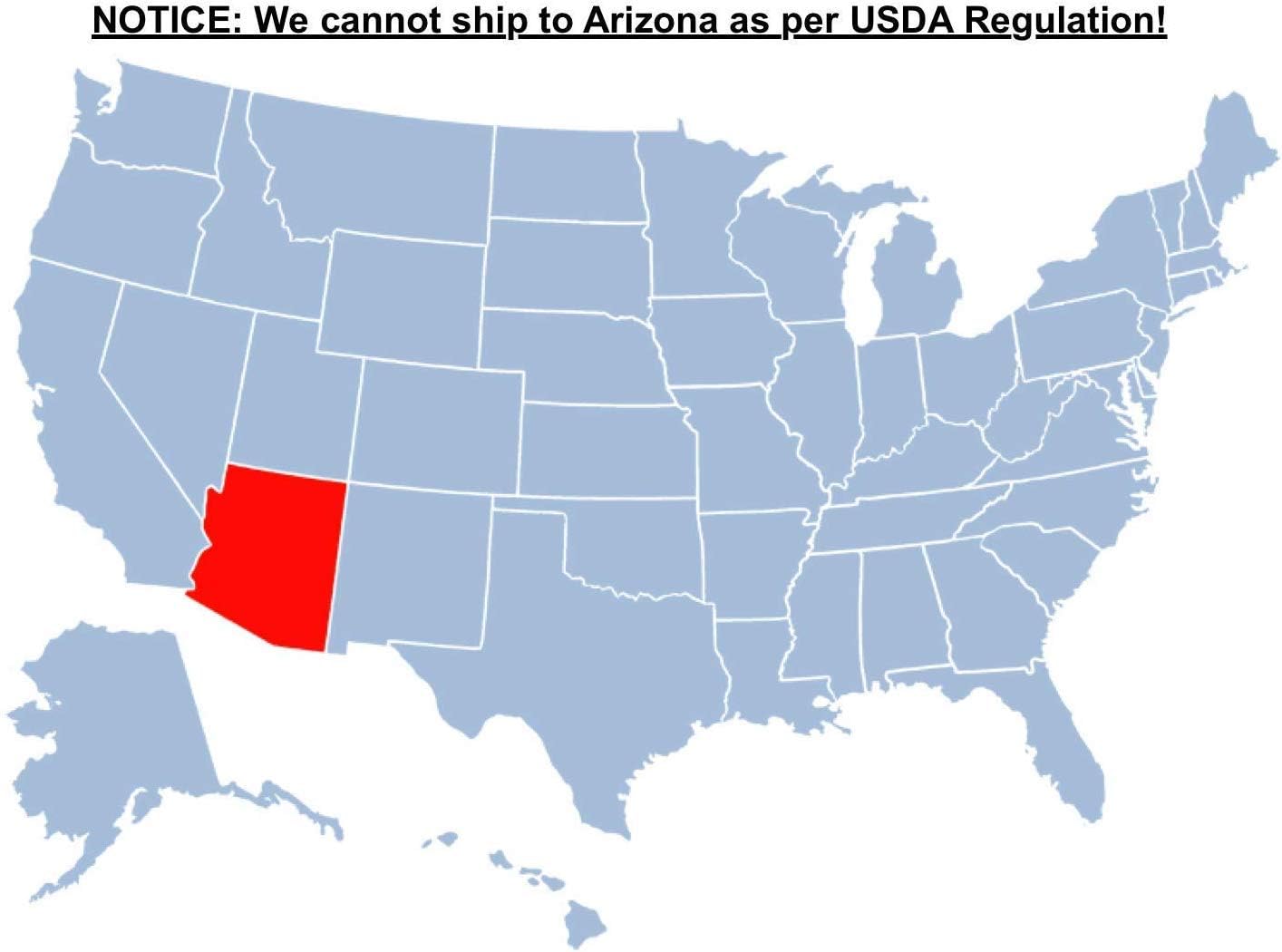 Brighter Blooms - Cold Hardy Avocado Tree, 2-3 ft. - No Shipping to AK, AZ, HI, OR