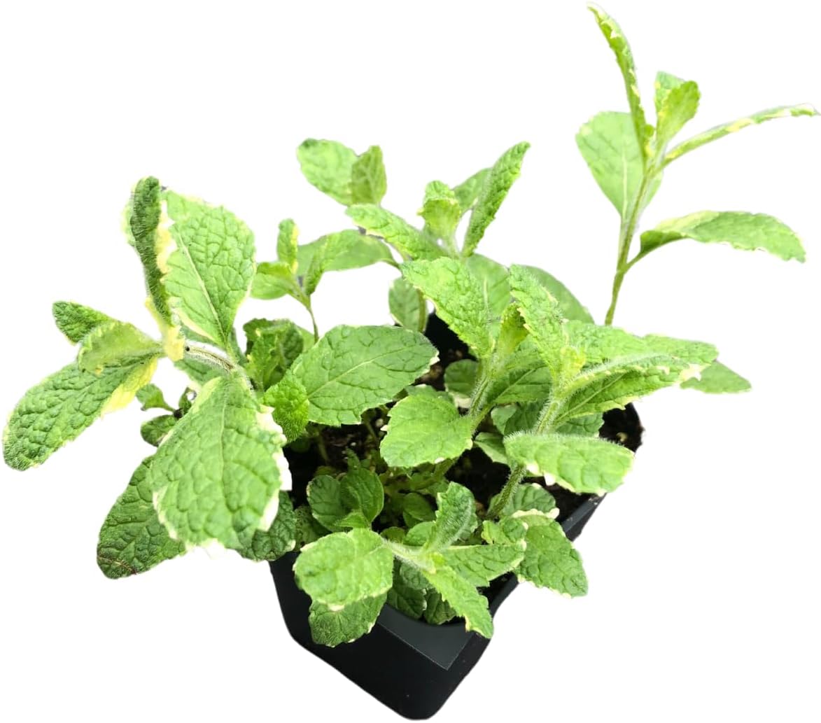 Smoke Camp Crafts Organic Pineapple Mint (Mentha suaveolens) Live Plant in 2.5-inch Pot - Variegated Pineapple-Scented Mint