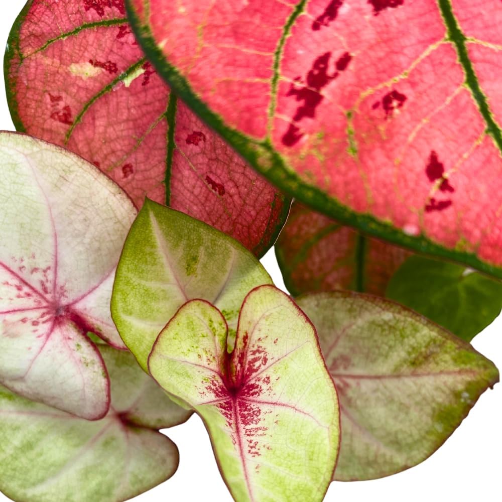 BubbleBlooms Caladium Assortment in 2 inch Pots Set of 3