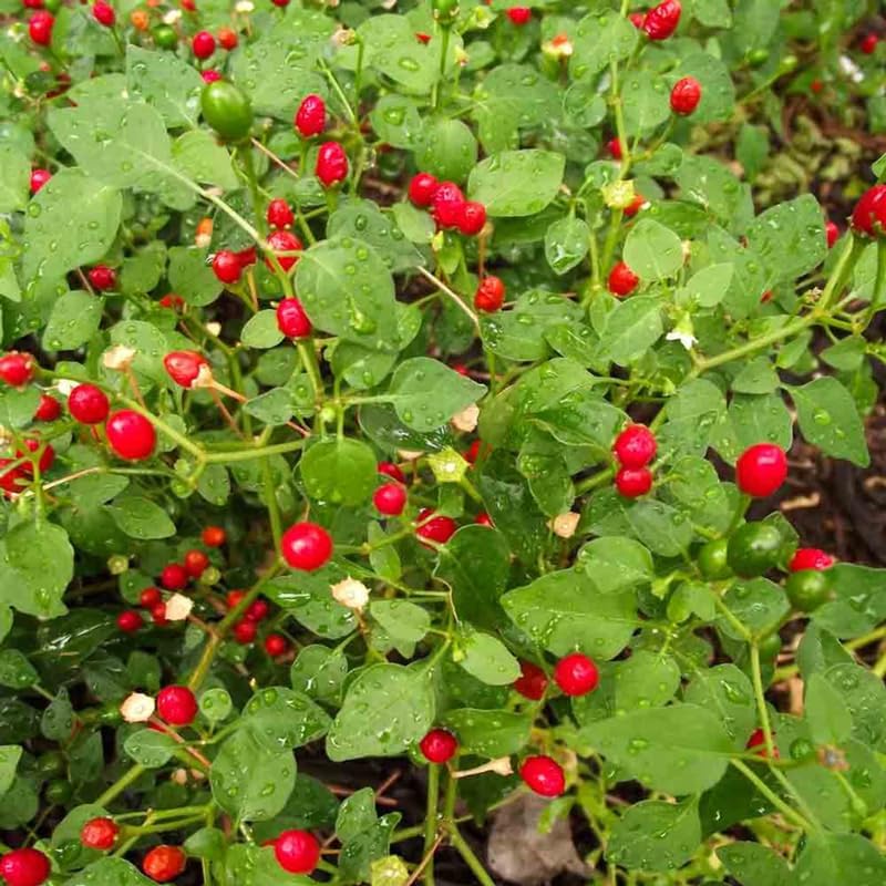 Pack 4 Pepper Plants Live, 80 Days Old Live Pepper Green for Growing, Chili Peppers for Planting, 5 to 9 Inc Tall (Chiltepin)