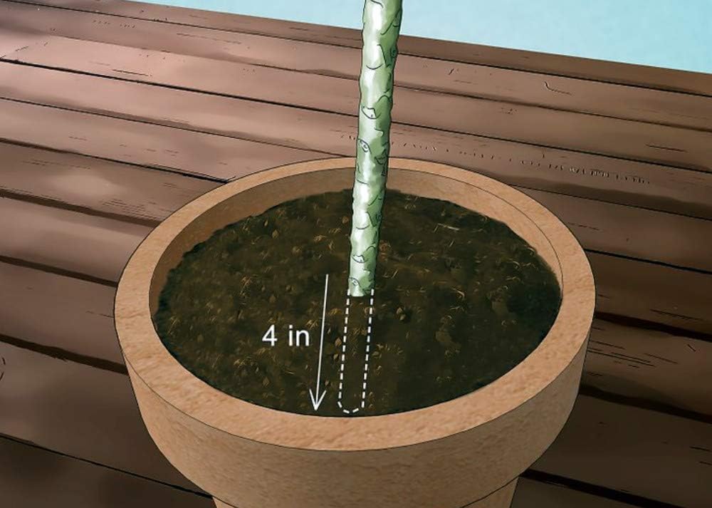 Angelica Plumeria - Frangipani - 12-16" Cutting