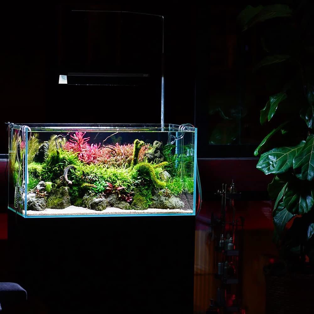 Live Aquarium Stem Plants - Freshwater Aquatic Plant for Fish Tanks, Aquascaping - (Rotala Rotundifolia Orange Juice, 1 Bunch)