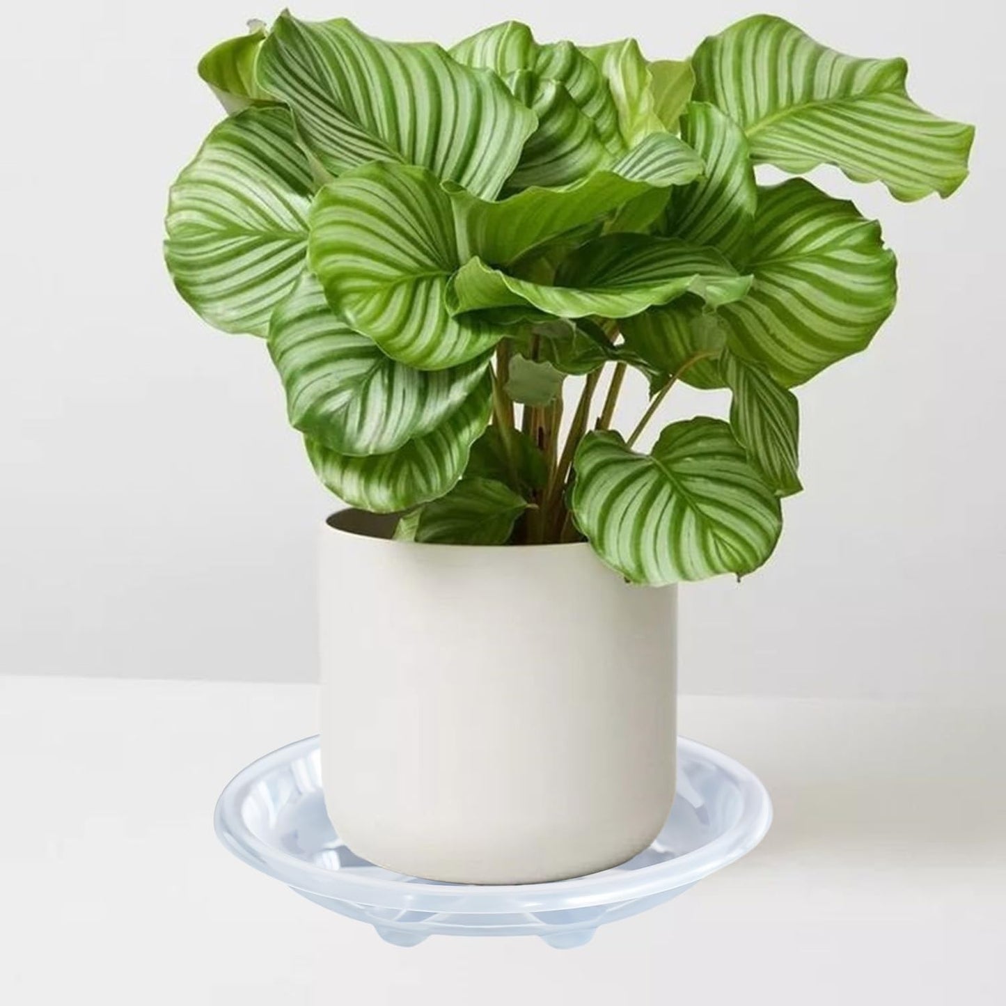 Plant Saucer 12 inch, 6 Pack of Clear Plant Drip Trays, Plant Plates to Catch Water Indoor Plants, Plant Drainage Tray for Planters