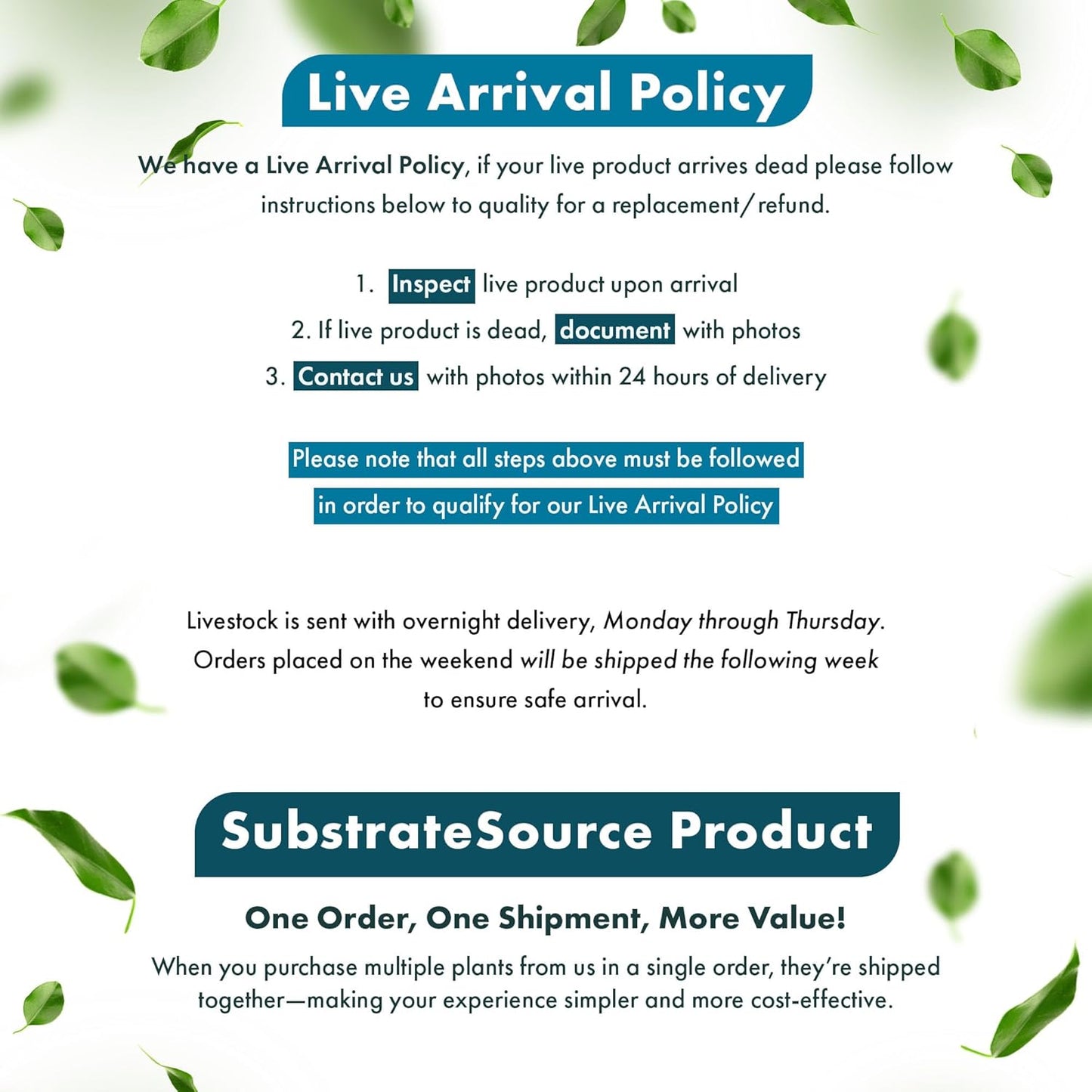 Live Aquarium Stem Plants - Freshwater Aquatic Plant for Fish Tanks, Aquascaping - (Ammania Senegalensis, 1 Bunch)