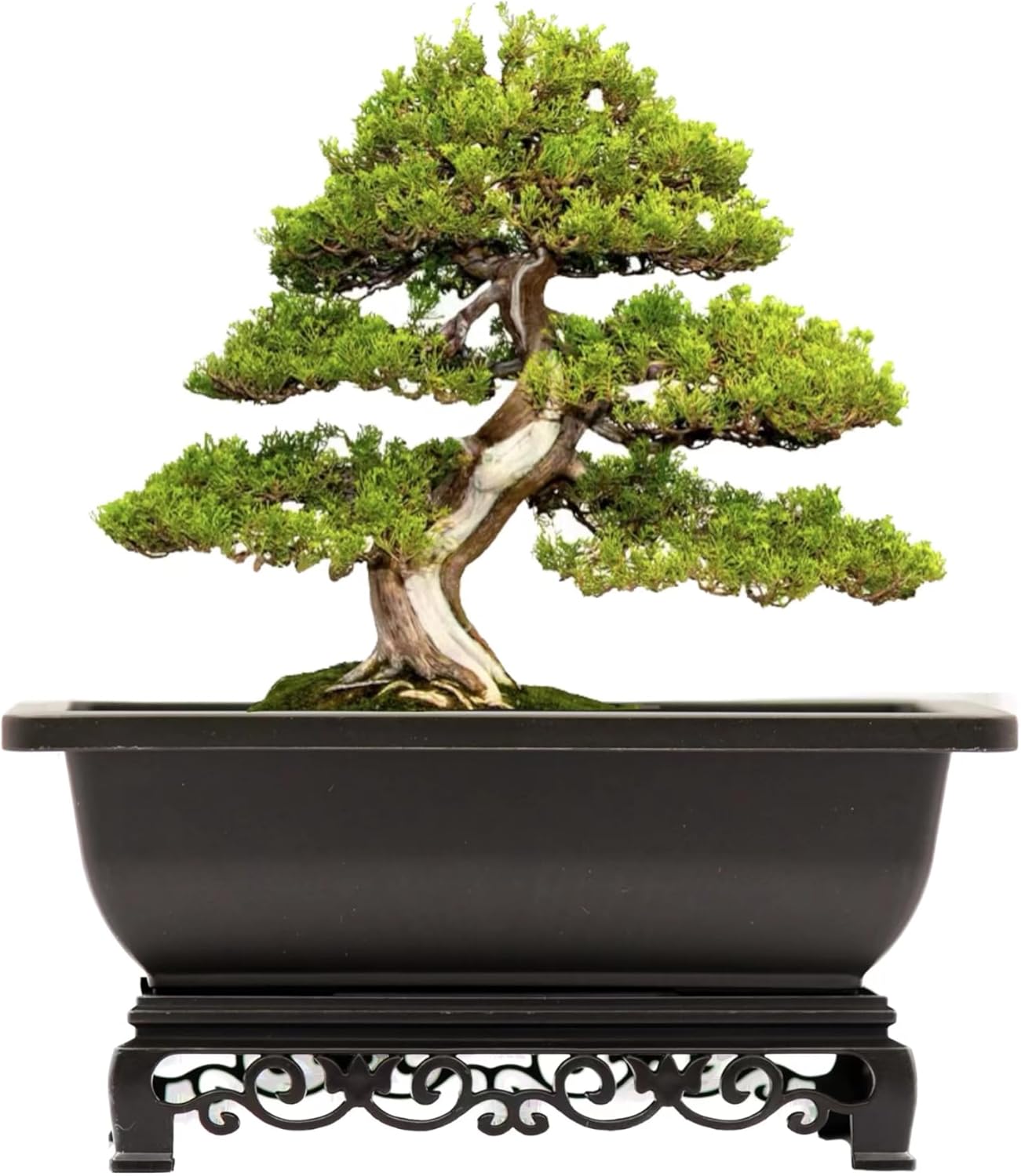 Bonsai Pot - 2-Pack 9 Inch Training Pot With Elegant Stand - Antique Brown Pots With Mesh Drainage - Luxurious Indoor Tree Pots Made With Recycled Plastic