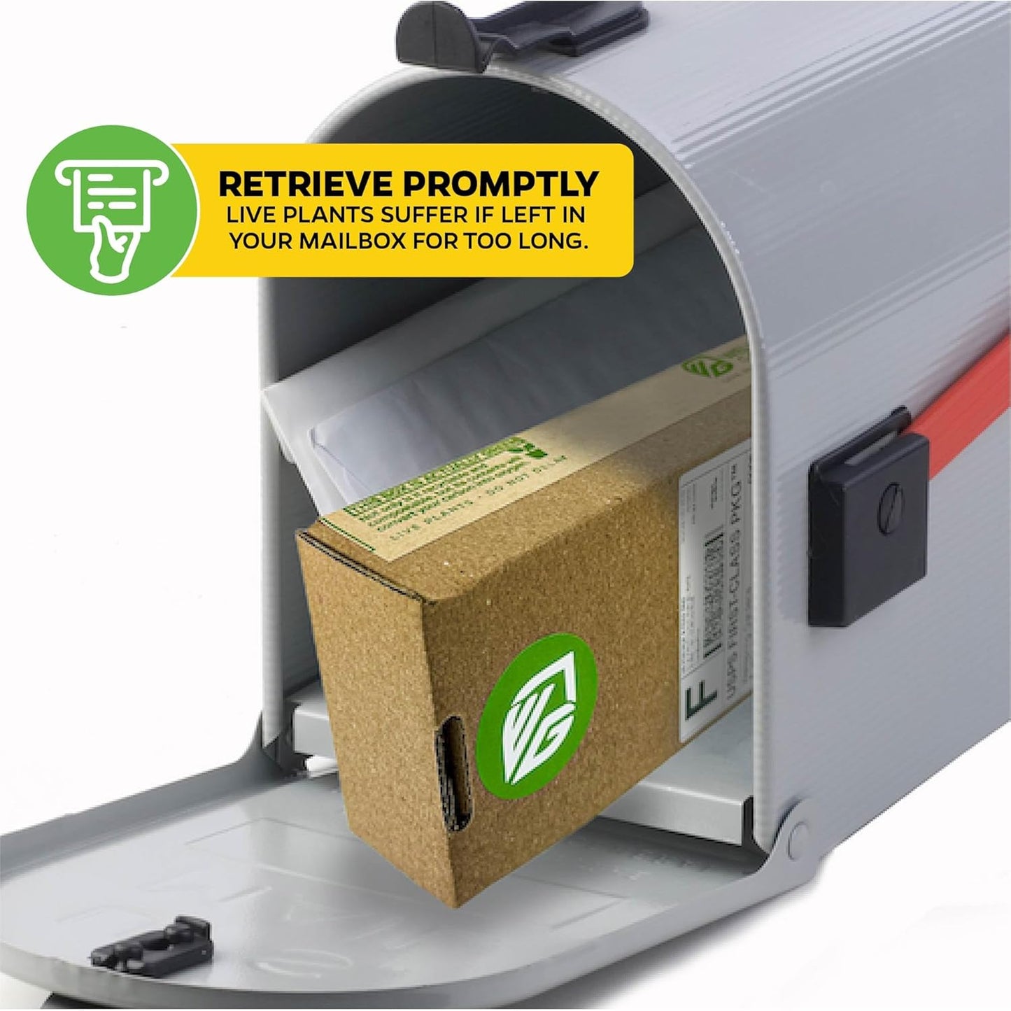 Night Blooming Jasmine Live Plant - Cestrum nocturnum - Wellspring Gardens Starter Plant