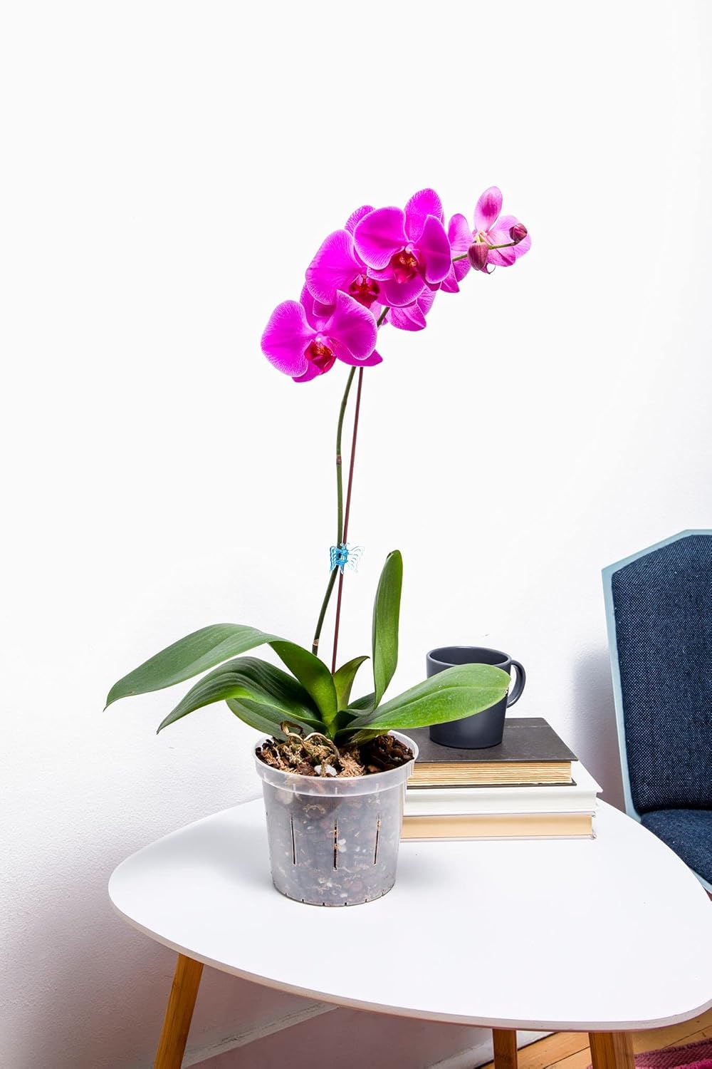 rePotme Orchid Starter Kit - Phalaenopsis Dark Classic - (Includes Orchid Potting Mix, Plus a 5 inch Orchid Pot, Flower Clip, and Plant Label)