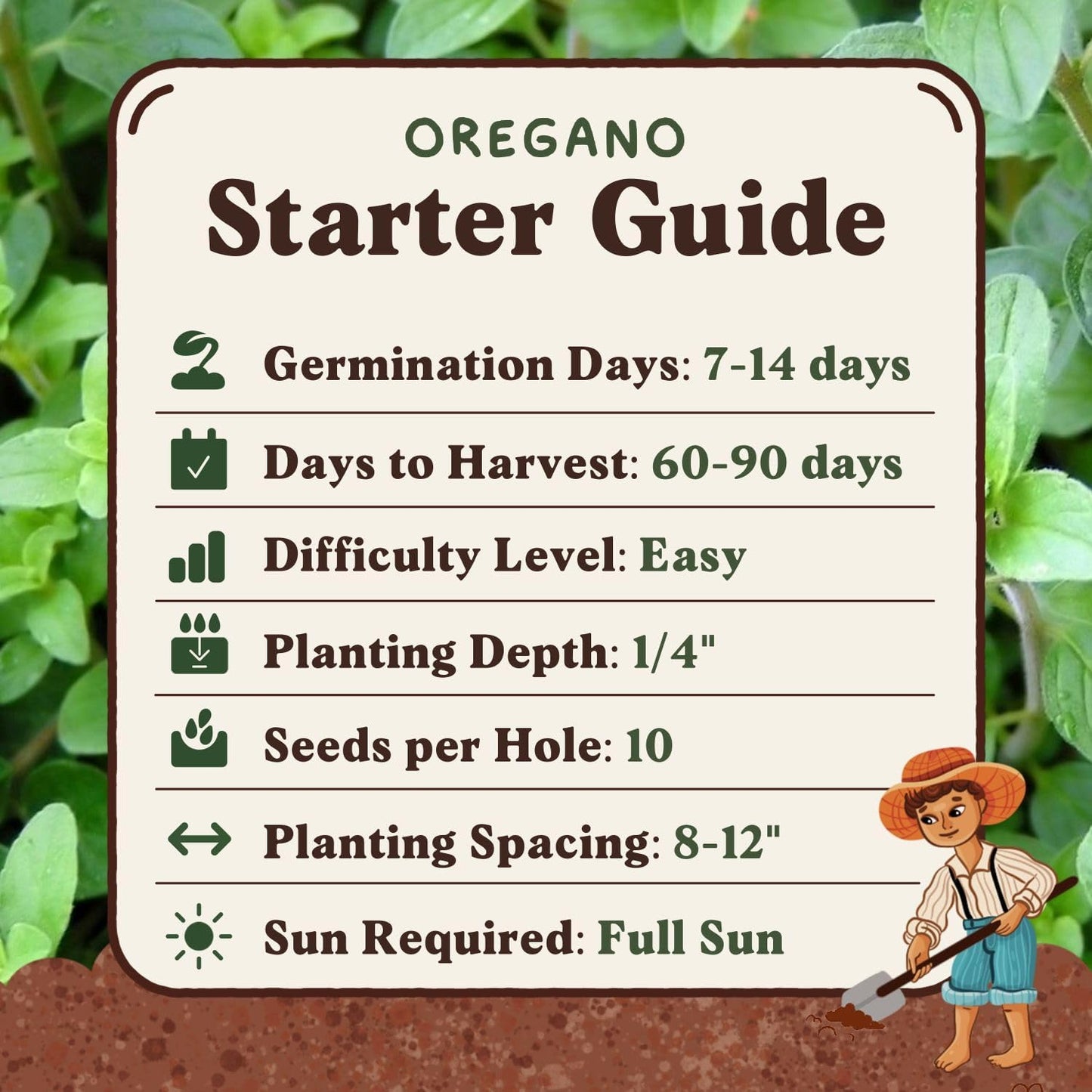 Seedboy Organic Oregano Seeds for Planting Indoor and Outdoor, Non-GMO and USDA Certified Herb Seed Packet for Hydroponic Garden Indoor or Planting Outdoors (Italian Oregano)