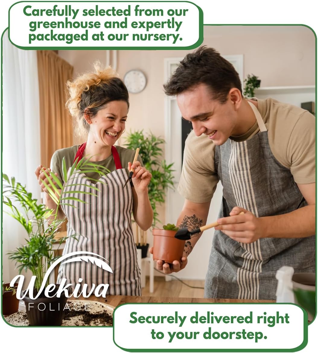 Tamarind Tree - Sampaloc - Live Plant in a 1 Gallon Growers Pot - Tamarindus Indica - Beautiful Edible Fruit Bearing Tree for Patio and Garden