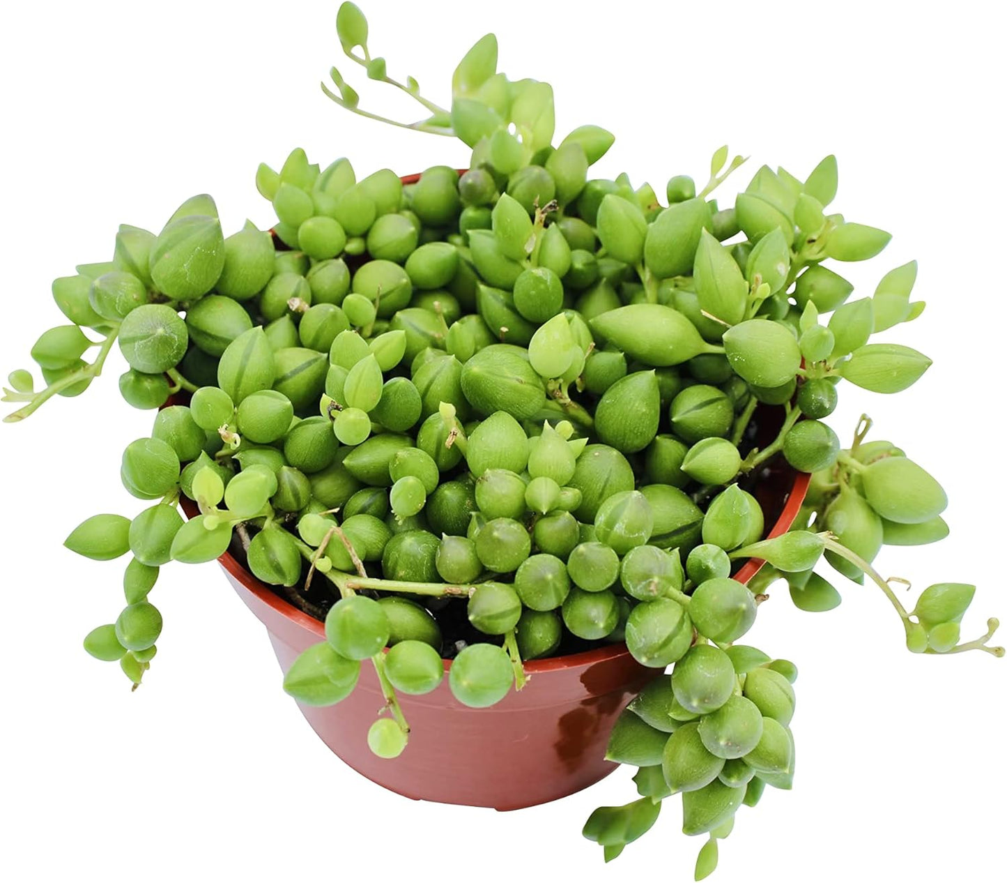 Live Succulent 4" String of Tears, Succulents Plants Live, Succulent Plants Fully Rooted, House Plant for Home Office Decoration, DIY Projects, Party Favor Gift by The Succulent Cult