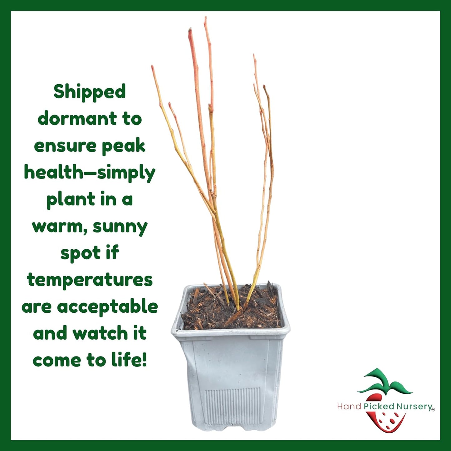 Chandler Blueberry Plant, 1-Liter Pot - Extremely Large Blueberries! Live for Planting from Hand Picked Nursery