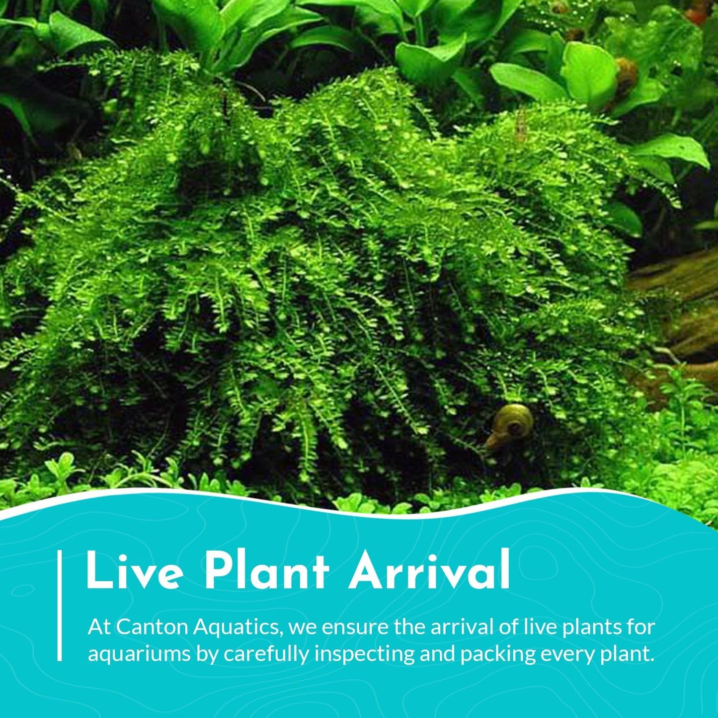 Live Aquarium Weeping Moss Vesicularia Ferriei - Long Lasting & Easy to Maintain - Improve Water Quality - Stunning Appearance