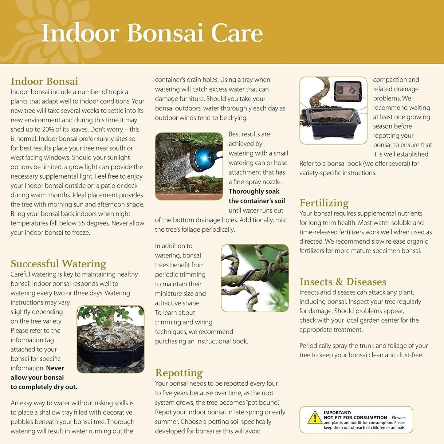 Brussel's Bonsai Live Ginseng Grafted Ficus Indoor Bonsai Tree - Small, 4 Years, 6 to 8 In - Live Bonsai Tree in Ceramic Bonsai Pot and Humidity Tray