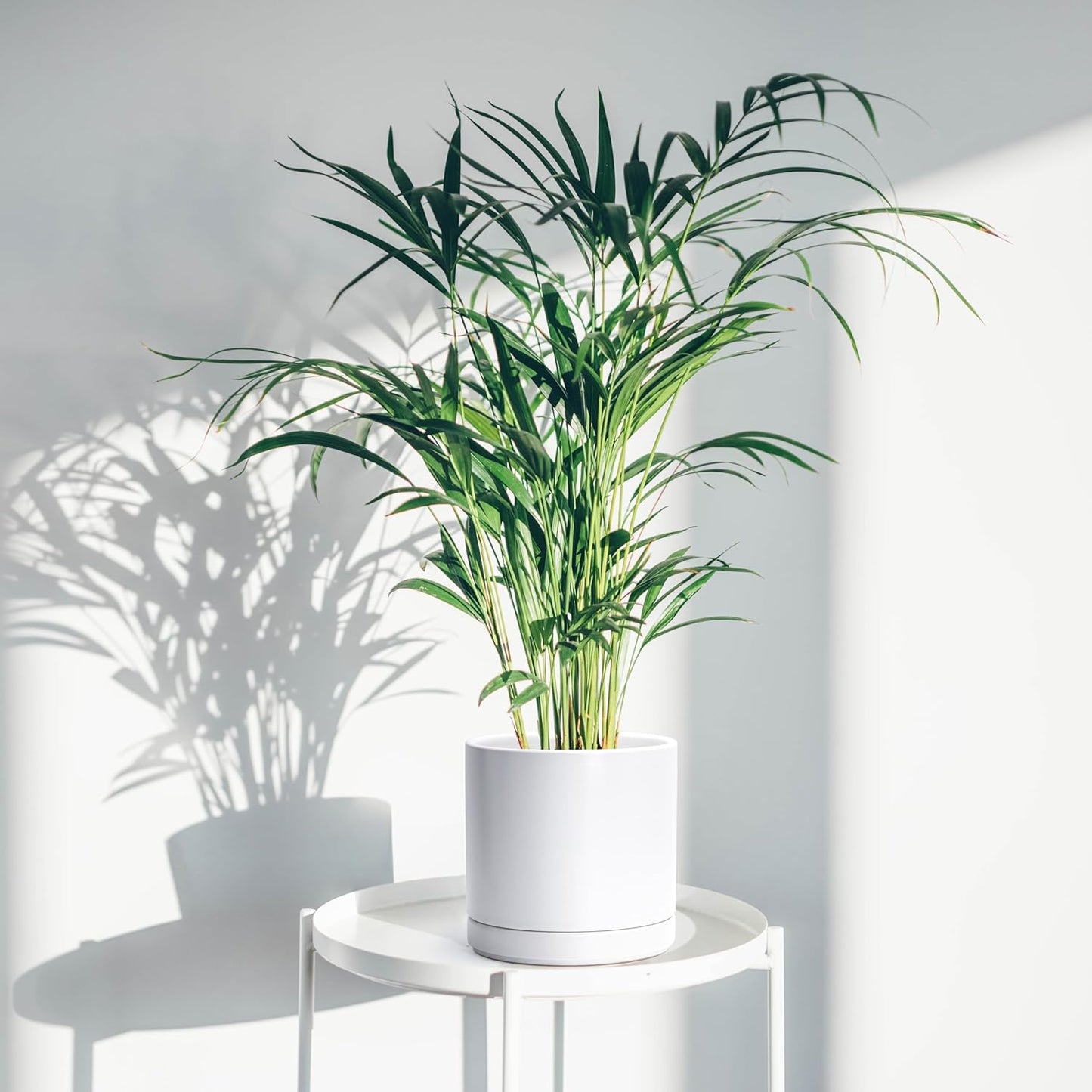 D'vine Dev 4 Inch & 6 Inch & 8 Inch, Set of 3 Round Ceramic Planter Pot with Drainage Hole and Saucer, White, 94-T-M-1