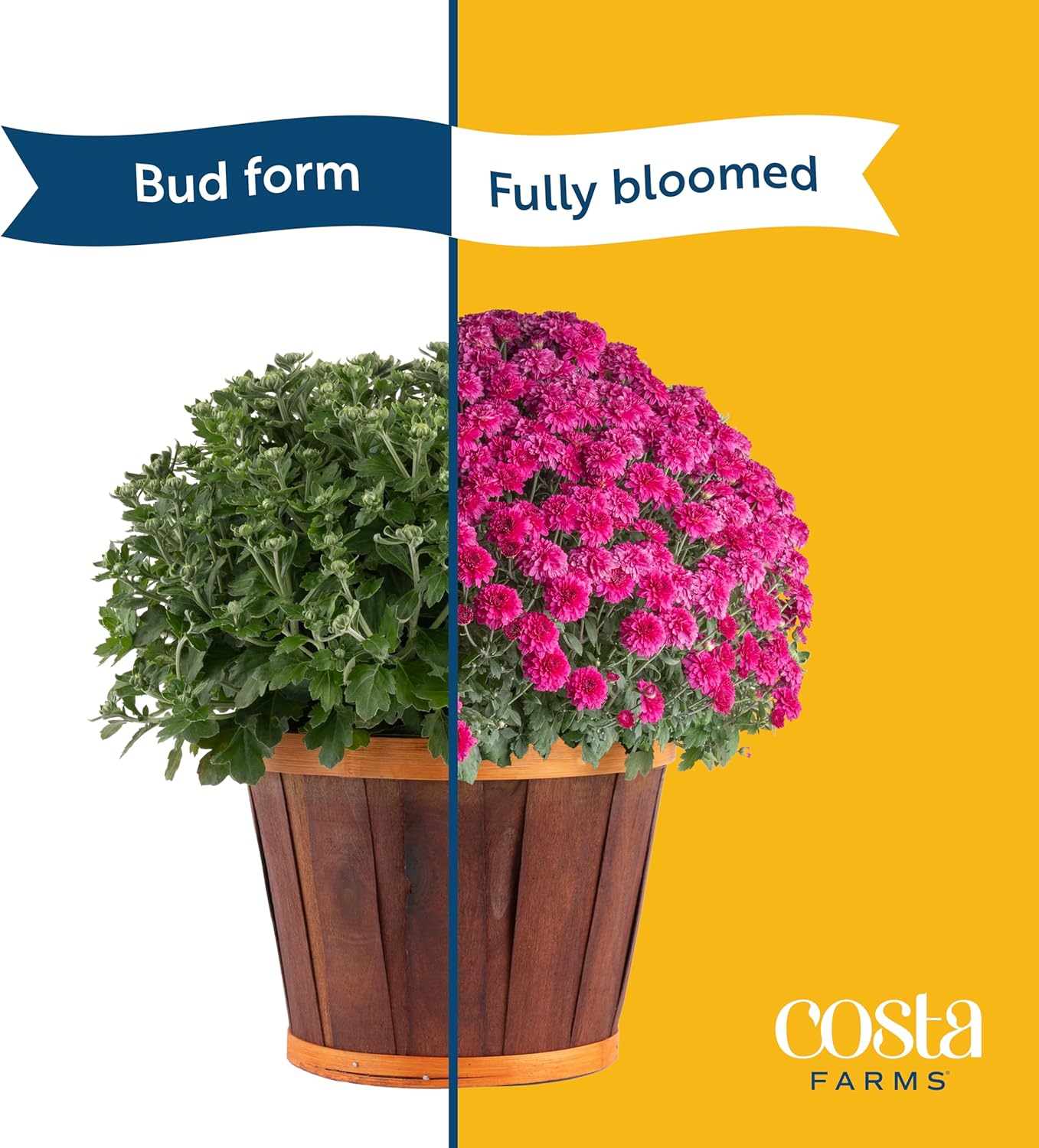Costa Farms Live Plants – Fall Mums 2-Pack (Red) in Grow Pots | 3 Qt. Seasonal Houseplants & Outdoor Flowers for Porch, Patio, or Garden | Ships in Bud Form for Longer Bloom