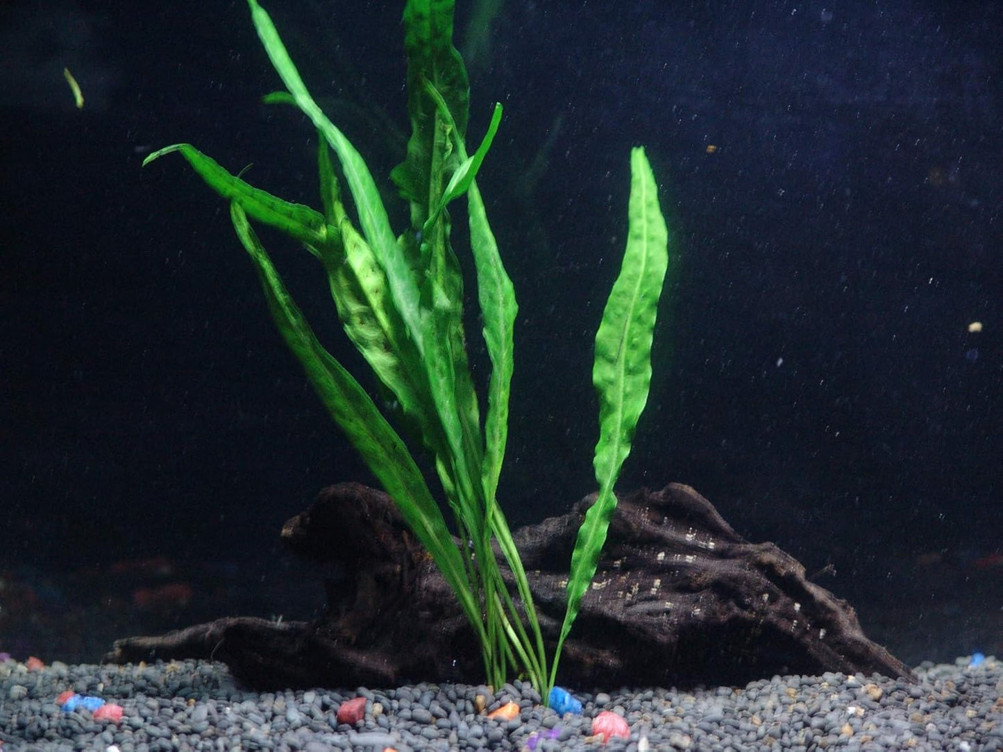 30+ Stems - 8 Species - - Anacharis, Amazon, Rotala, Ludwigia and More!