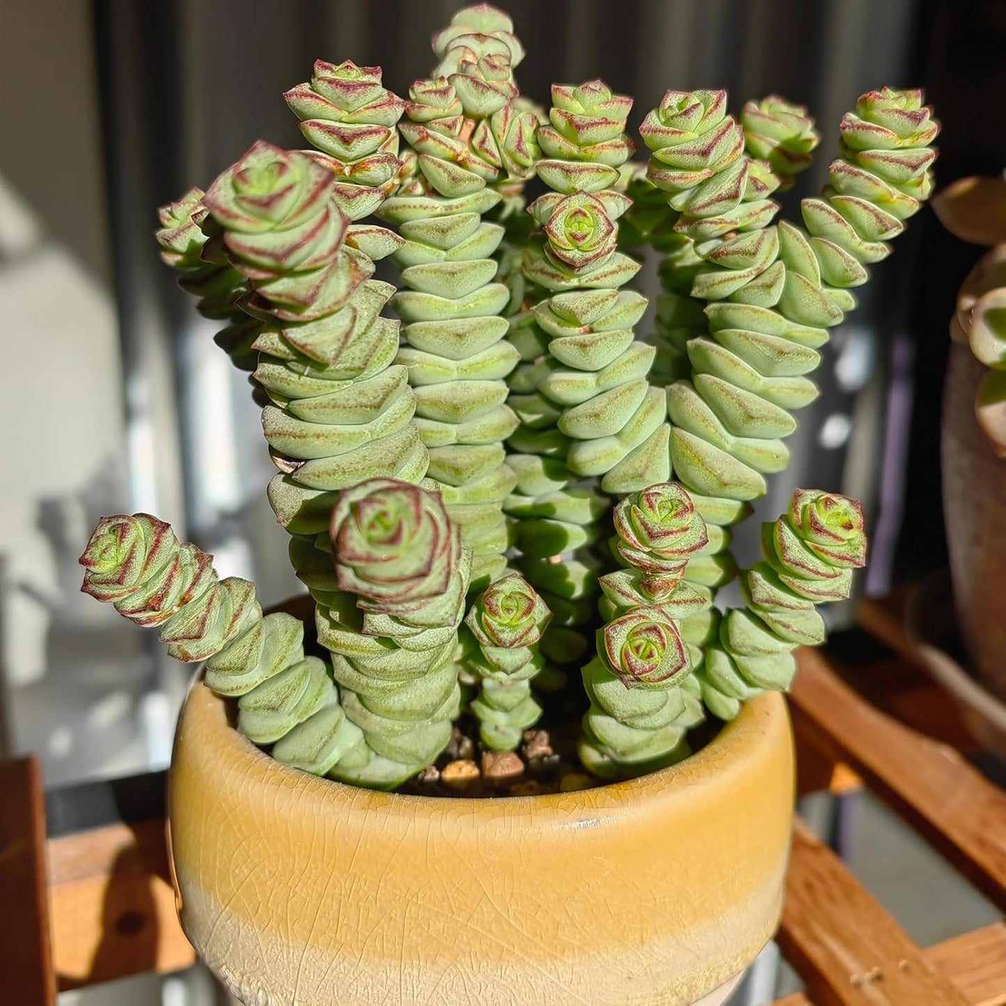 4" String of Buttons in White Stripe Pot, Live Crassula 'Baby's Necklace' Trailing Succulent, Rare House Plant for Home Office Wedding Hanging Decoration, DIY Projects, Party Favor