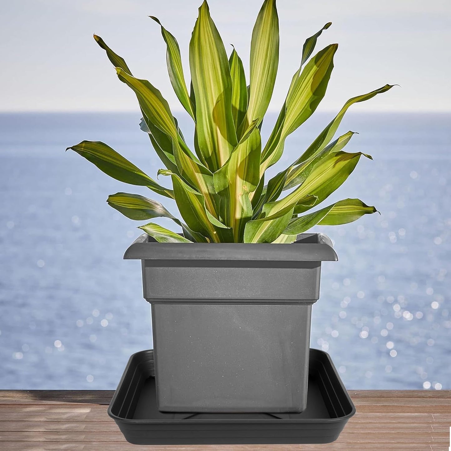 2 Pack Square Plant Saucer Tray 18 inch, Heavy Duty Plastic Plant Saucers for Indoors Outdoor, Flower Plant Drip Trays for Pots, Square Seed Starting Tray, Seedling Growing Trays