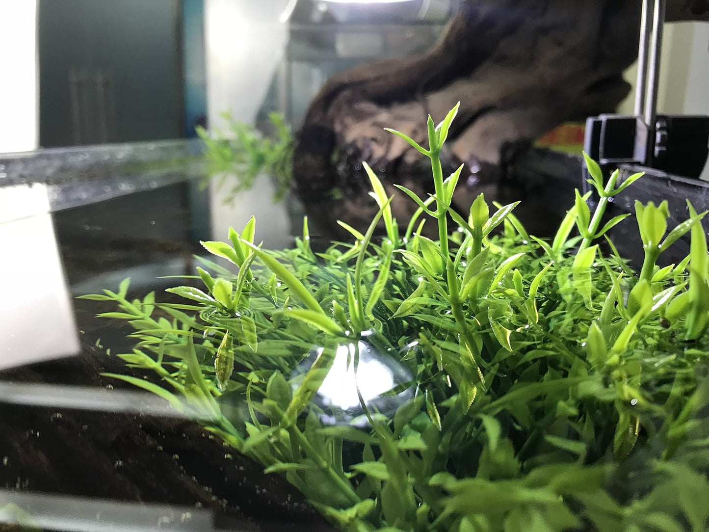 BEGONDIS Aquarium Decorations Fish Tank Artificial Green Water Plants Made of Soft Plastic