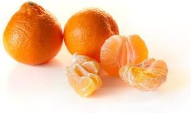 Brighter Blooms - Owari Satsuma Mandarin Tree, 2-3 ft, No Shipping to AL, AZ, CA, FL, GA, LA, OR, TX