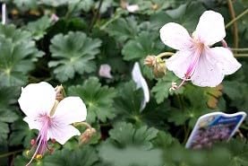 Greenwood Nursery: Live Perennial Plants - 'Biokovo' Cranesbill + Geranium x Cantabrigiense - [Qty: 5X Pint Pots] - (Click for Other Available Plants/Quantities)