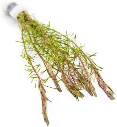 Live Aquarium Stem Plants - Freshwater Aquatic Plant for Fish Tanks, Aquascaping - (Alternanthera Reineckii Variegatus, 1 Bunch)