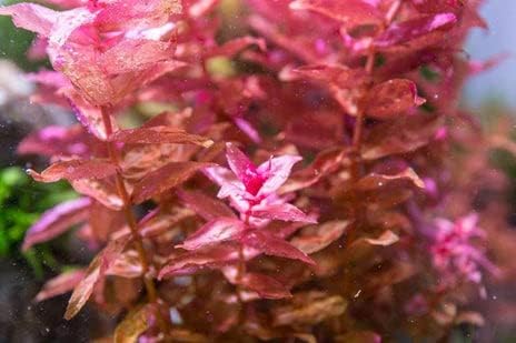 Live Aquarium Red Stem Plants - Freshwater Aquatic Plant for Fish Tanks, Aquascaping - (Rotala Macrandra, 1 Bunch)