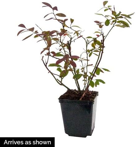 Direct Gardening Bluecrop Blueberry Bush Starter Plant, 1 per Offer-Can't Ship to CA, GA, MI, OR or WA