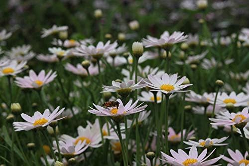 Greenwood Nursery: Live Perennial Plants - Shasta Daisy Becky + Leucanthemum Superbum - [Qty: 1x 3.5 Pot] - (Click for Other Available Plants/Quantities)