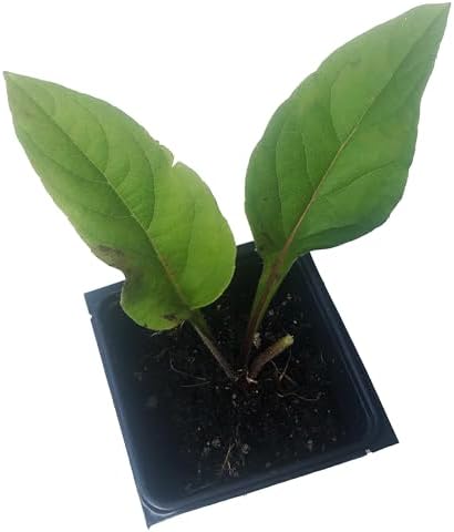 Cup Plant (Silphium perfoliatum) 2.5 in Pot Herbaceous Perennial Live Plant