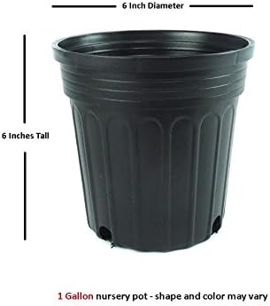 Hameln Dwarf Fountain Grass - Live Plant - Trade Gallon Pot