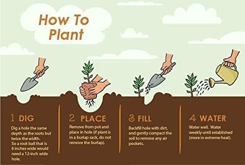 Brighter Blooms - Owari Satsuma Mandarin Tree, 3-4 ft, - No Shipping To AL, AZ, CA, FL, GA, LA, OR, TX, MS