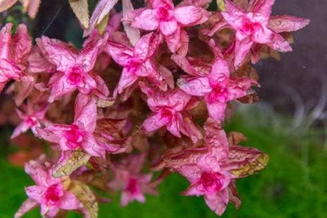 Live Aquarium Red Stem Plants - Freshwater Aquatic Plant for Fish Tanks, Aquascaping - (Rotala Macrandra, 1 Bunch)