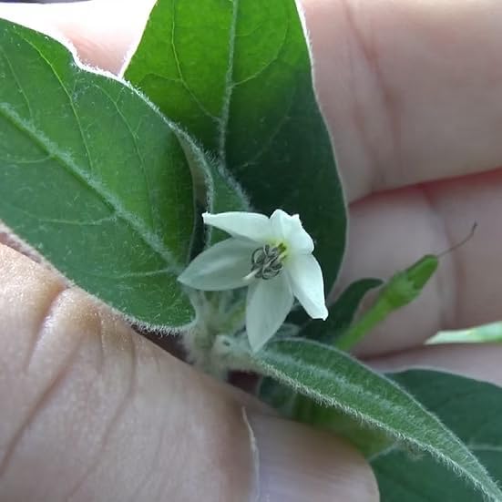 Premium Black Cobra Pepper (Capsicum Annuum) - Rare & Exotic Hot Chili Pepper, Perfect for Home Gardening and Gourmet Cooking (4 bkcbr pep Cups)