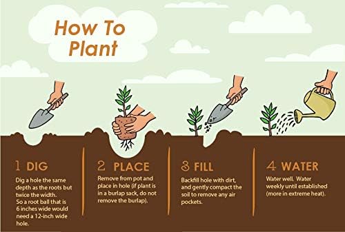 Brighter Blooms - Calamondin Tree, 1-2 Feet - Live Plant - No Shipping to AL, AZ, FL, GA, LA, OR, TX
