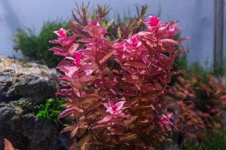 Live Aquarium Red Stem Plants - Freshwater Aquatic Plant for Fish Tanks, Aquascaping - (Rotala Macrandra, 1 Bunch)