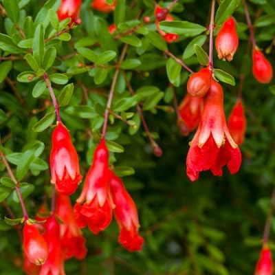 Live Dwarf Pomegranate Plant (Punica Granatum) - Compact, Ornamental Fruit Bearing Shrub, Indoor/Outdoor (4 pom-Dwarf Cups)