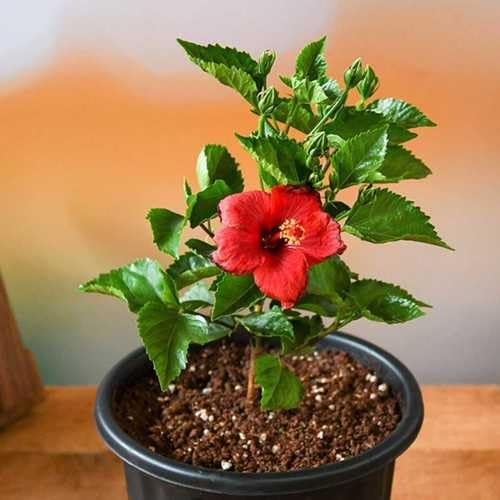 Red Hibiscus. rosa-sinensis. Live Plant - Tropical Blooming Hibiscus, Pretty Flowers, Used in Tea and Juice (4 red Hibiscus Cups)