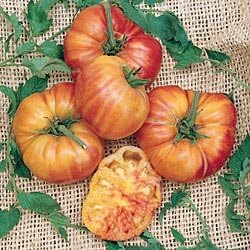Clovers Garden Heirloom Pineapple Tomato Plants- Two (2) Live Plants – Non-GMO - Not Seeds – Each 4"-8" Tall in 4 Inch Pots - Indeterminate, Disease Resistant