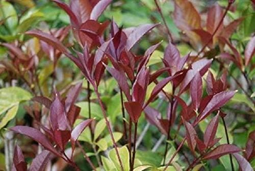 Apricot Echo Orange Tea Olive - Live Plant - 2 Gallon Pot