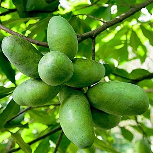TriStar Plants - American Paw Paw Tree, 1 Gallon Pot - No Ship California - Healthy Established Roots, Pawpaw Fruit, Prairie Banana, Pawpaw Tree, Easy Grow Fruit Tree