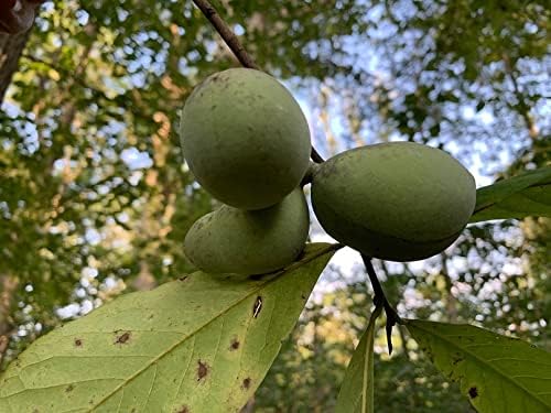 TriStar Plants - American Paw Paw Tree, 1 Gallon Pot - No Ship California - Healthy Established Roots, Pawpaw Fruit, Prairie Banana, Pawpaw Tree, Easy Grow Fruit Tree