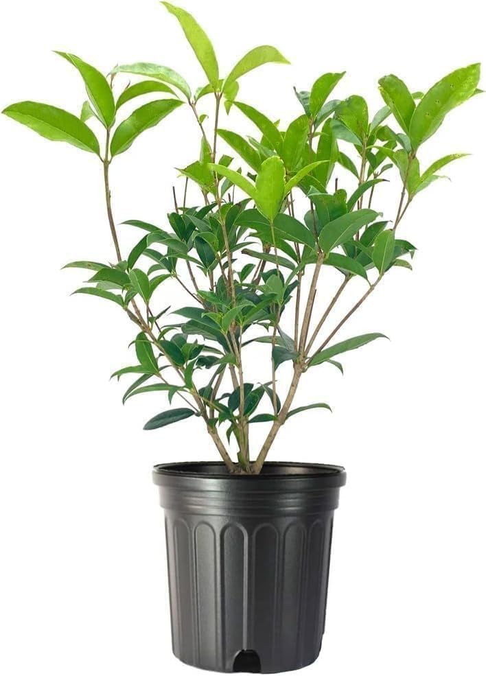 Fragrant Tea Olive | 3 Live Gallon Size Plants | Osmanthus fragrans | Ideal for Gardens & Landscaping | Easy-to-Grow Evergreen Shrub | Delightful Sweet Scent | Decorative & Versatile