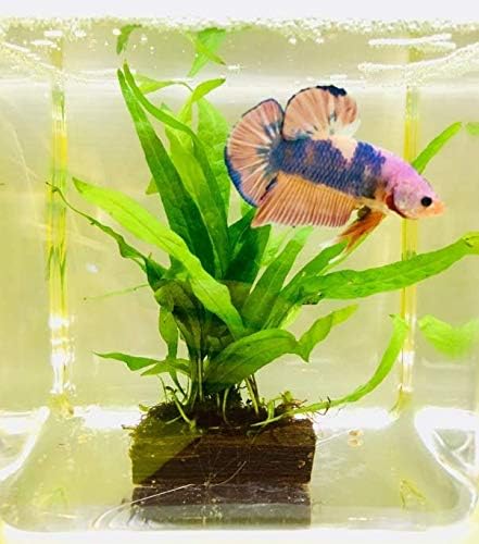 Mainam Java Fern on Driftwood (5-6 Inch) | Microsorum Pteropus Freshwater Easy Low Light Live Aquarium Plant Decorations 3 Days Guarantee