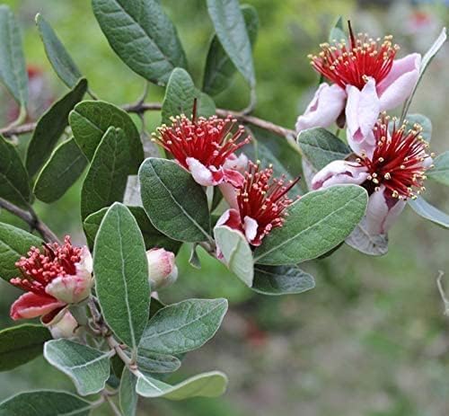 Pineapple Guava | 1 Large Gallon Size Plant | Feijoa Sellowiana | Edible Fruit Shrub and Fragrant Flowering Foliage