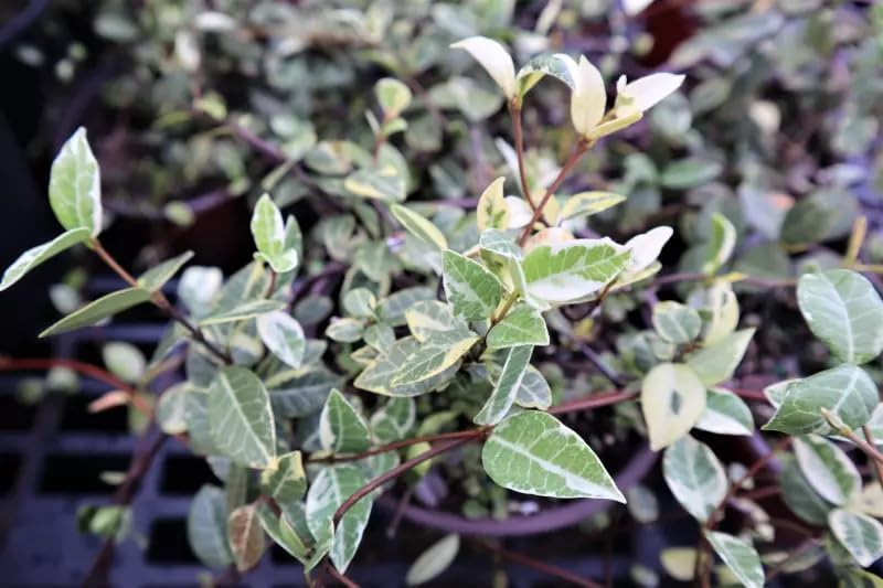 Jasmine Asiatic Variegated Plants | 10 Live 4 Inch Pots | Trachelospermum Asiaticum 'Variegata' | Fragrant Ground Cover | Evergreen Vine